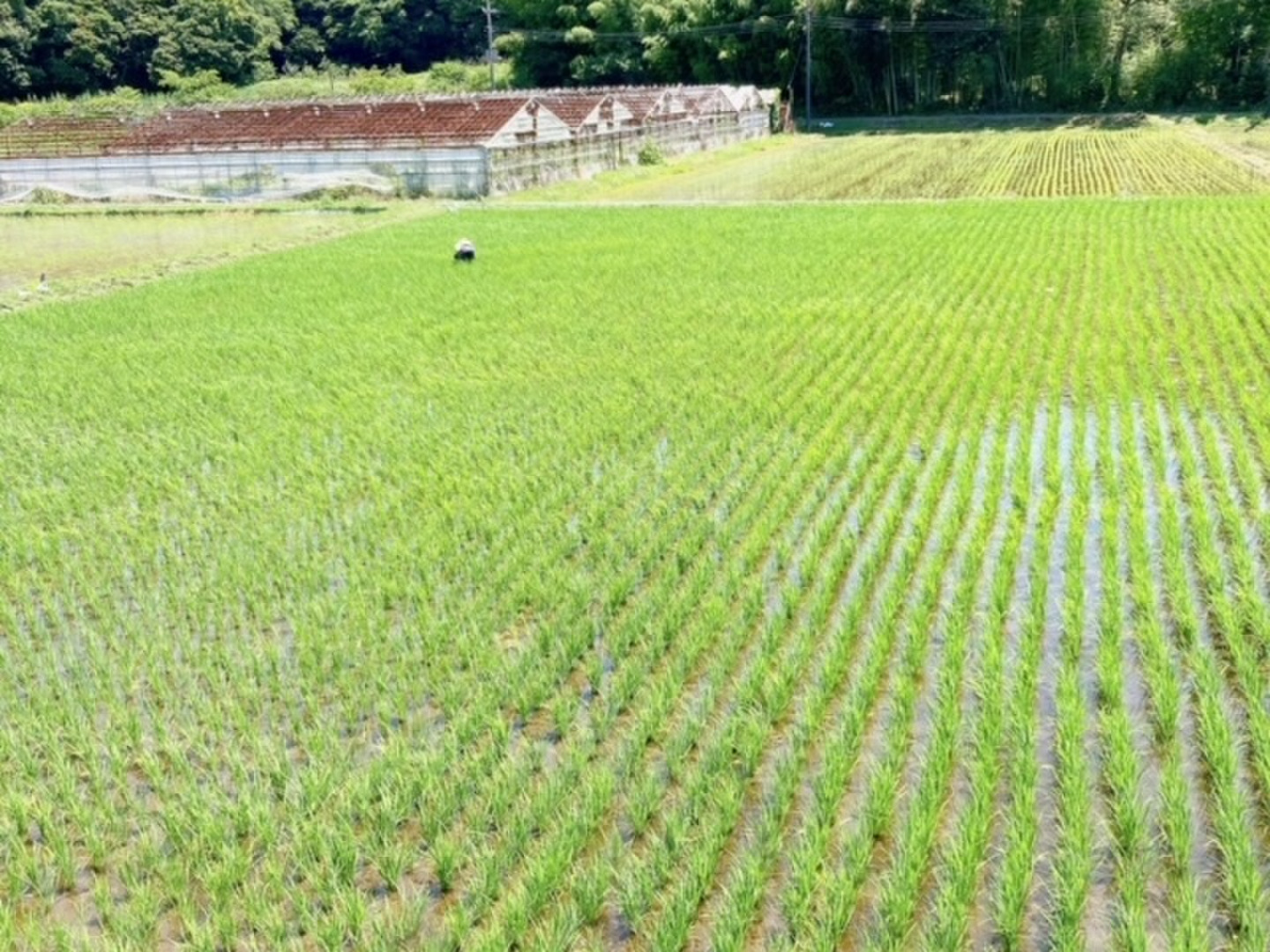 新米】旨みがガツン！特A受賞はるみ♪10kg：神奈川県産のお米