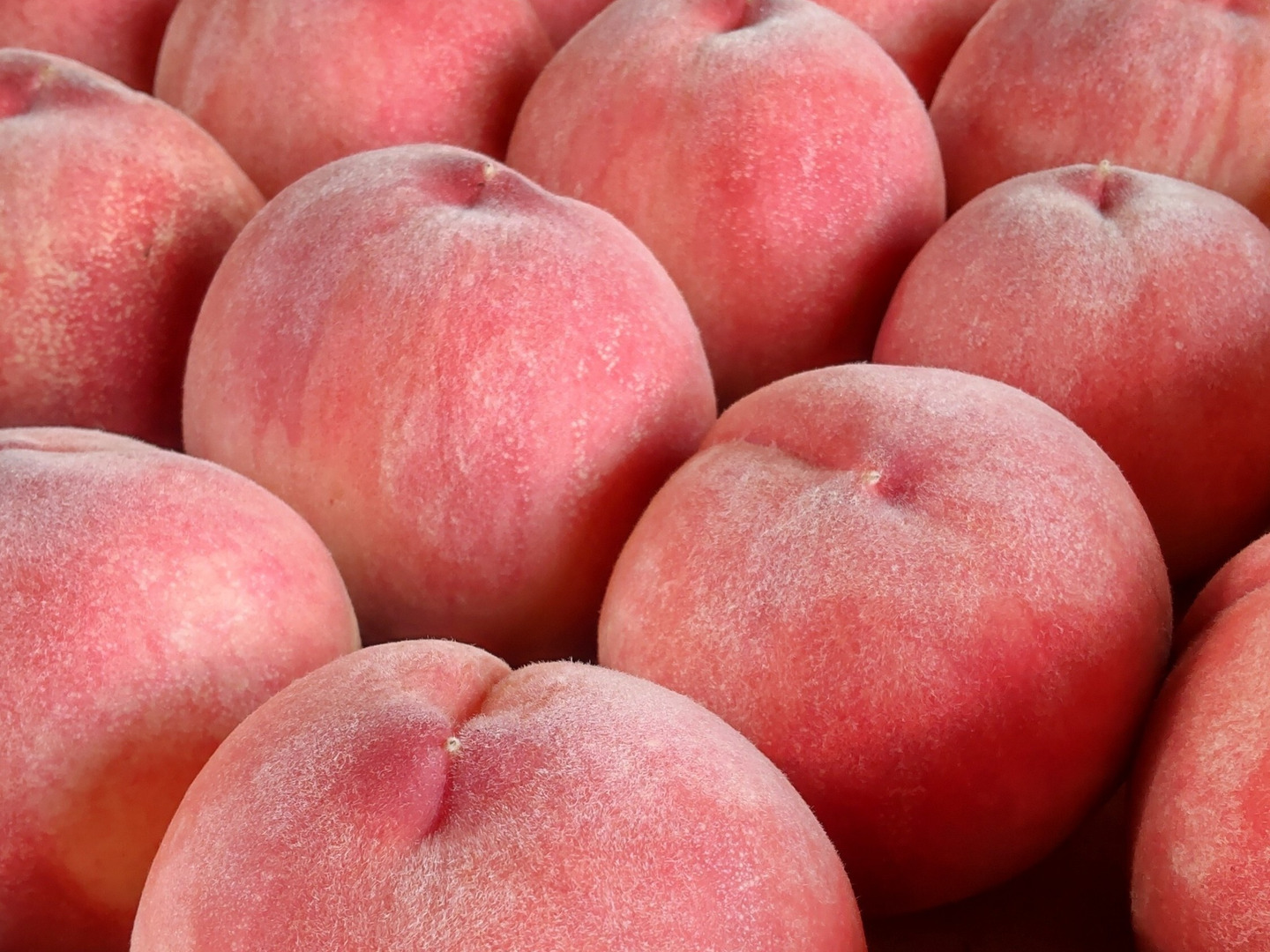 川中島白桃 3kg🍑【朝どれ】直送🍑贈答用🍑夏ギフト🍑自宅用