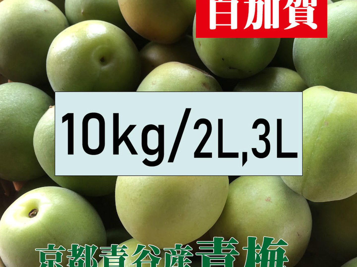まじりっけなし！自然栽培の青梅『白加賀』10kg 梅シロップ