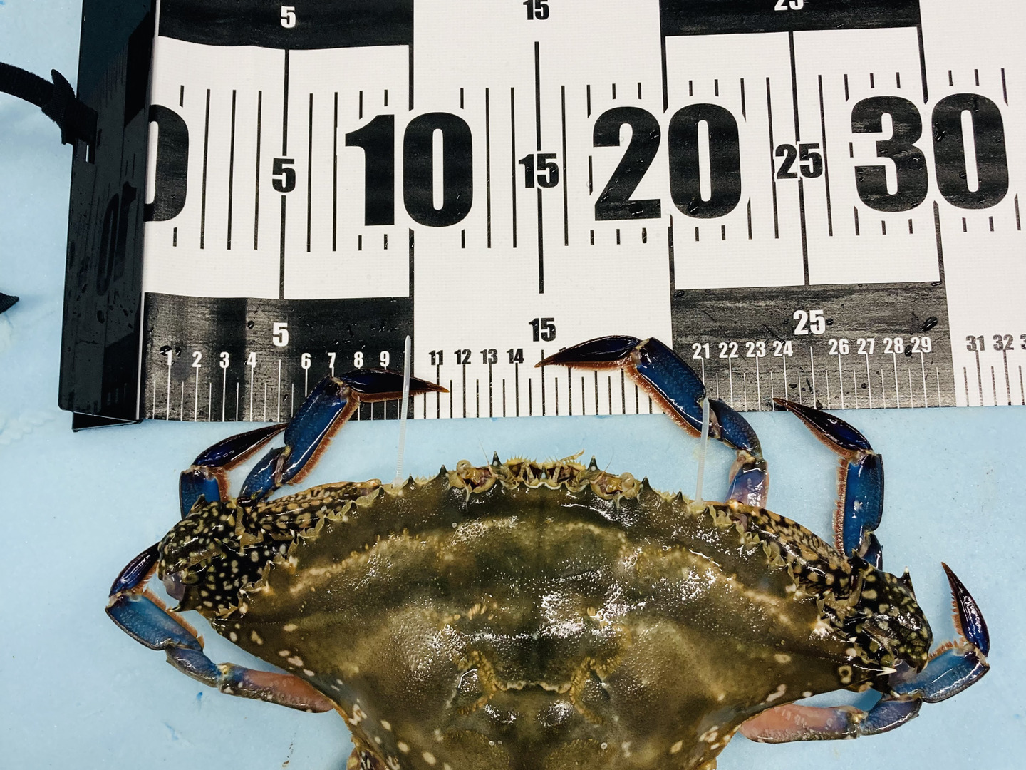 渡り蟹 訳あり 活け渡り蟹 特大メス800-850g 1匹：千葉県産のワタリガニ