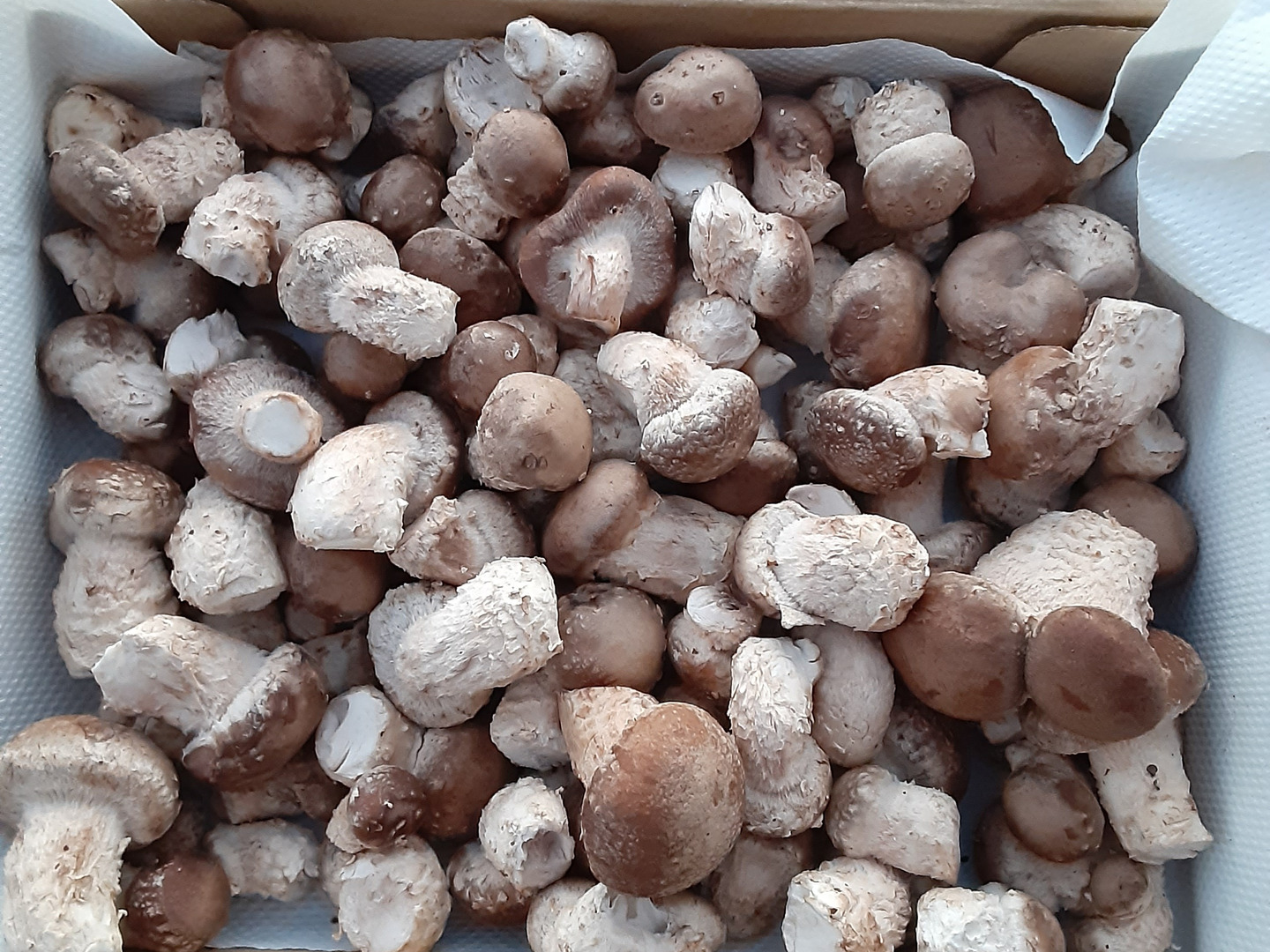 お値段据え置き❣プリップリ食感の芽欠き椎茸1㎏❣ 3点限り‼：神奈川