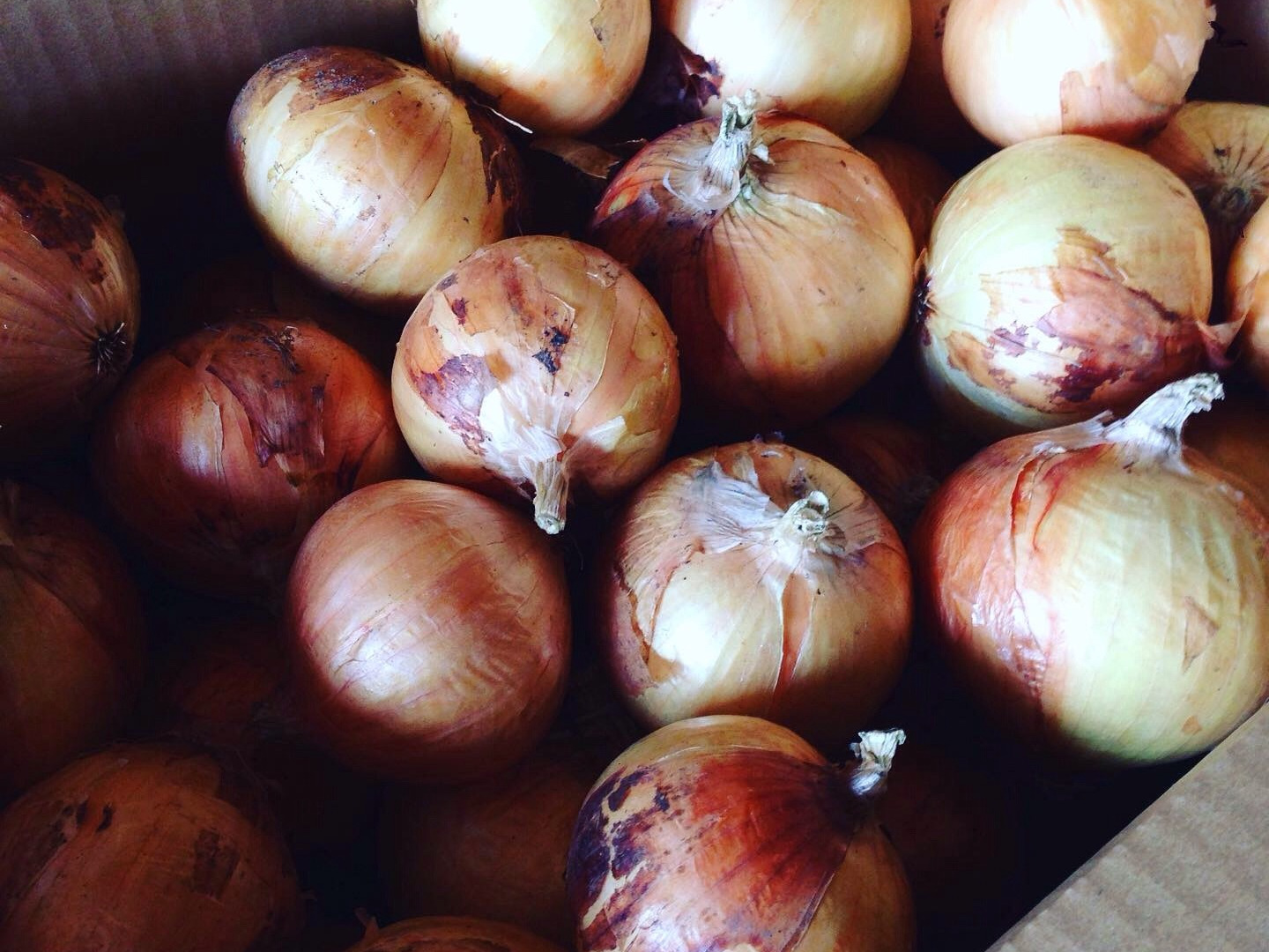 瀬戸内海のたまねぎ15kg：愛媛県産のその他玉ねぎ｜食べチョク｜産地