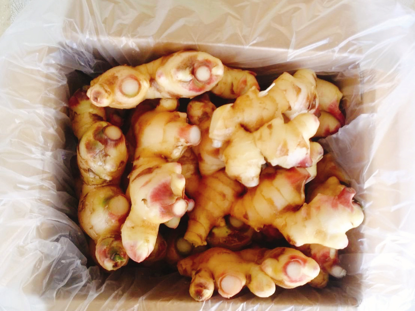 収穫したての新生姜】 熊本のとれたて新しょうが1.5kg。とれたて