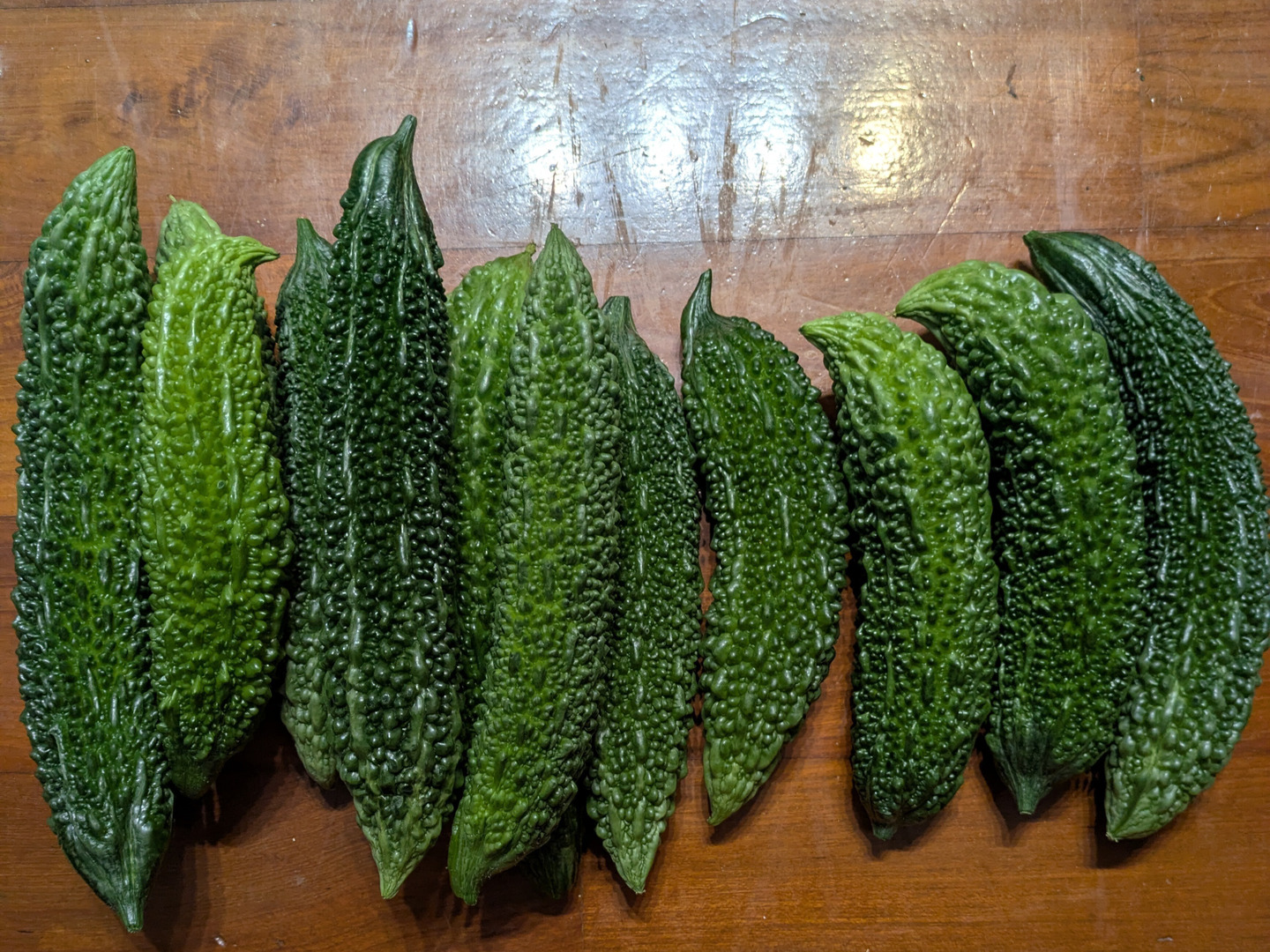 Rita55  宮古島産 ゴーヤー 8kg 採れたて新鮮】沖縄県産ゴーヤー1.5kg：沖縄県産の群星｜食べチョク