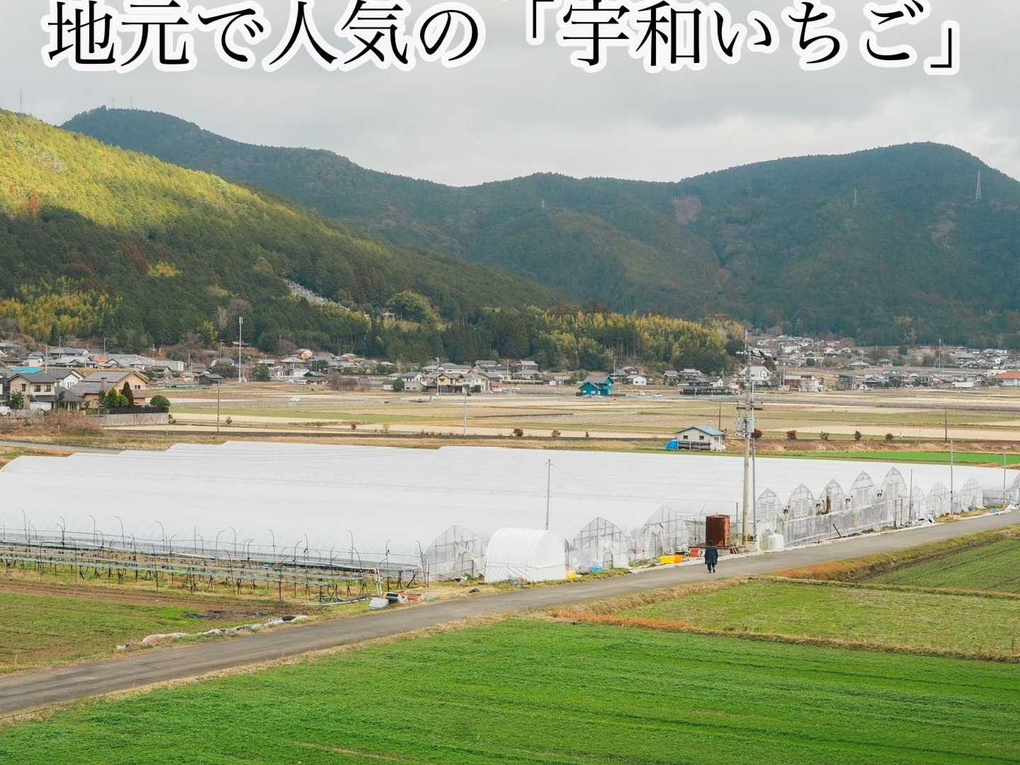 大粒!!新鮮朝採りいちご 愛媛県産 かんちゃん農園の甘いいちご 大粒!!新鮮朝採りいちご 愛媛県産 かんちゃん農園の甘いいちご