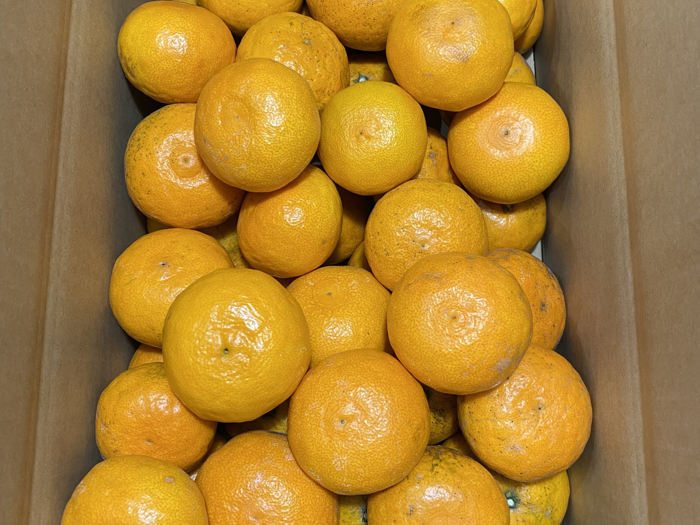 濃厚で甘い！ 完熟 春みかん カラマンダリン 2kg 箱込み：愛媛県