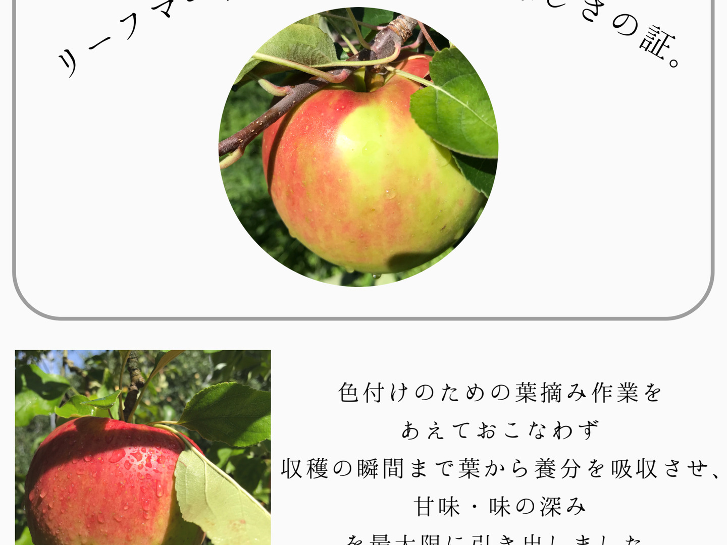 樹上完熟】葉とらず サンふじ 約10kg：岩手県産のふじ｜食べ