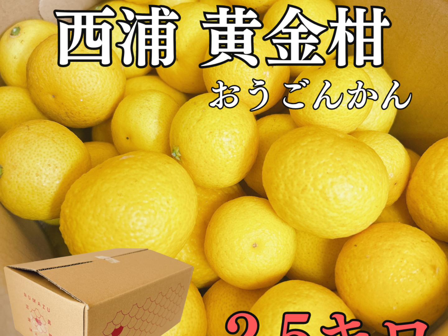 静岡県産訳あり黄金柑 母の日ギフト】黄金柑 【2キロ箱込み】訳あり黄金柑 食べる