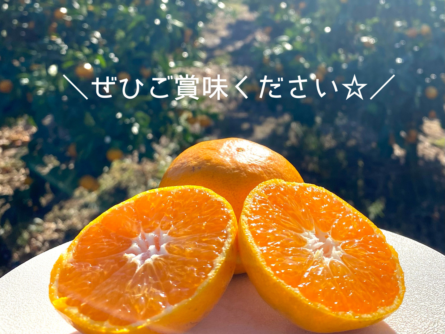 流行り の ブランド - 2024年おすすめのアイテム満載 島の恵み！高糖度☆】早生温州みかん 5キロ箱[愛媛県・大三島産 果物