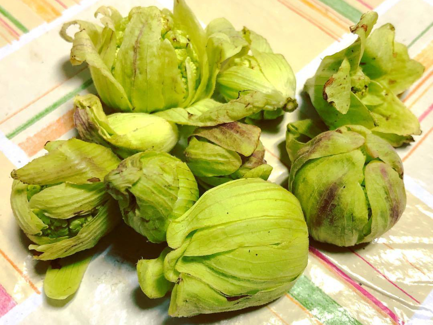 今ならほぼ即納！ 山形県庄内産】ふきのとう（200g）天然・ばんけ 山形県酒田市 - 野菜