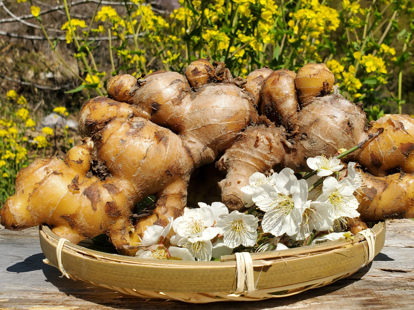 生姜専門店GINGER FACTORY / 【種生姜】熊本県産無農薬生姜1kg+