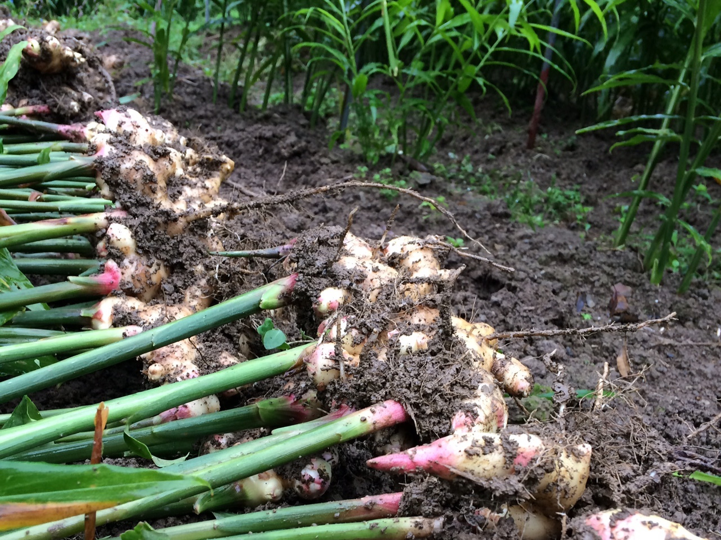 28.砂地ハウス栽培　新鮮な新生姜　10kg 農家直送 楽天市場】新生姜（生姜｜野菜・きのこ）：食品の通販