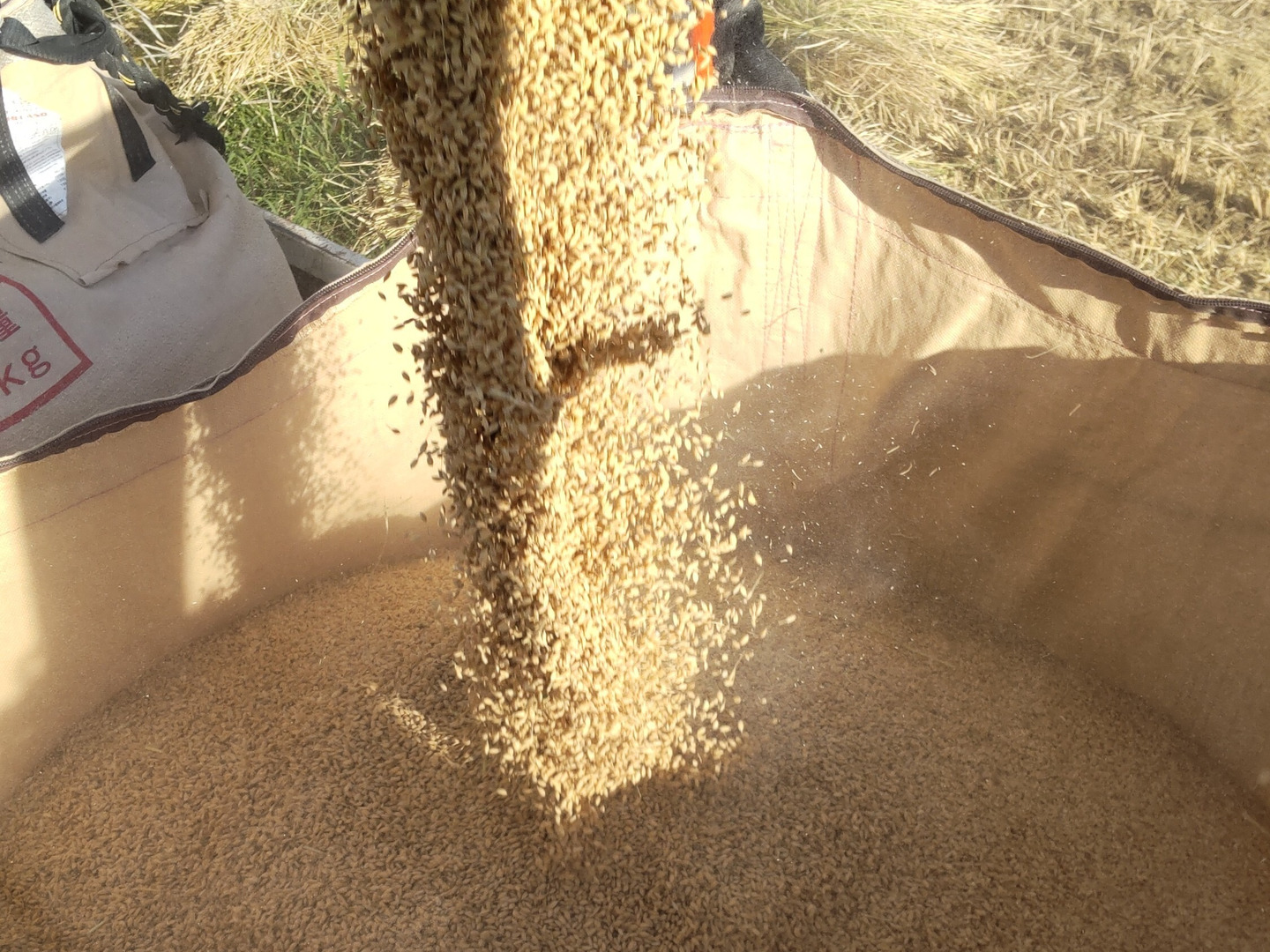 🌾新米10kg🌾コシヒカリ玄米🌾令和6年新米【予約販売です 🌾新米10kg🌾コシヒカリ玄米🌾令和6年新米【予約販売です