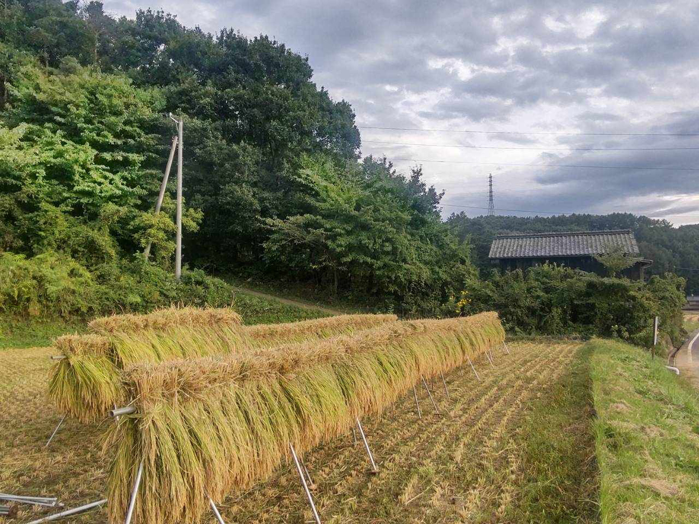 【一部予約販売】 令和6年新米】玄米（コシヒカリ）10kg はぜ掛けで美味しさ凝縮 米・雑穀・粉類