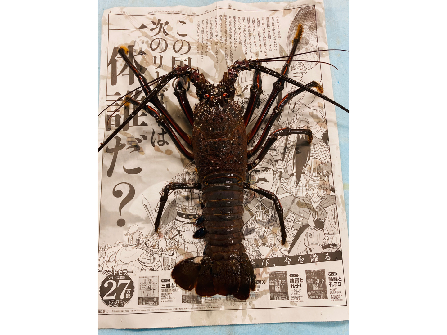 千葉県産　訳あり　活伊勢海老700-750g×1匹〜 冬ギフト】訳あり 千葉県産 活伊勢海老 700-750g×1匹：千葉県産