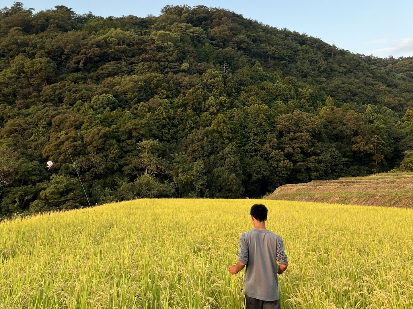 R7年産新米予約】生活排水なしの一番水 自然栽培窪野米