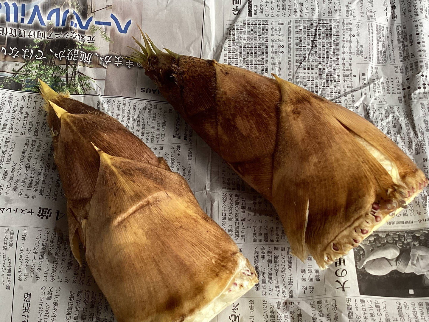 早掘りタケノコ 3キロ 鹿児島県産 筍 たけのこ | 合鴨棚田米と