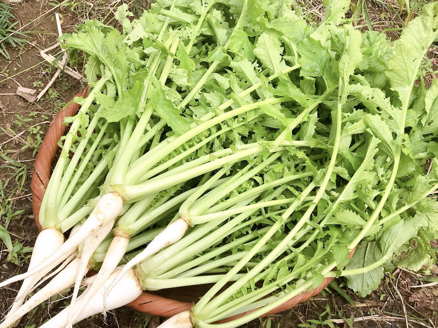 驚きの値段で 44f334164f4b30cd945efe86b76eb1 野菜