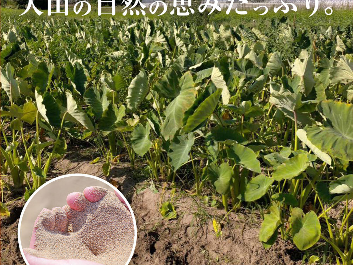 送料無料 通販  鳥取県産】黄金里芋 サトイモ さといも 10kg 宅急便 女早生芋 野菜