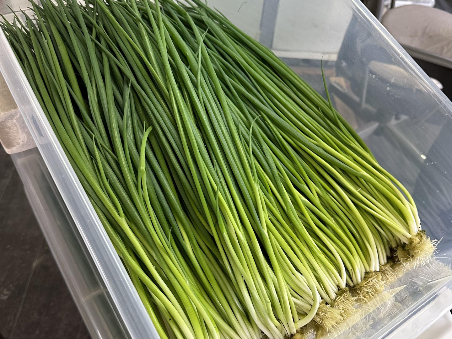 【再入荷】 パリパリ！シャキシャキ！「小ねぎ」 2kg：岡山県産の品種 野菜