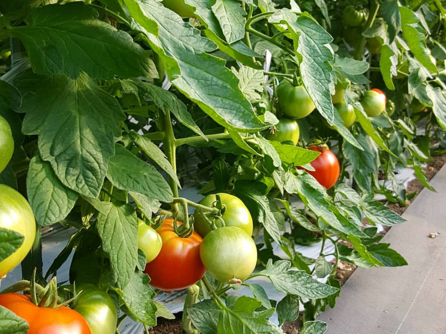 期間限定』完熟桃太郎とまと（秀品）約2kg×2 | 野菜/トマト 産直