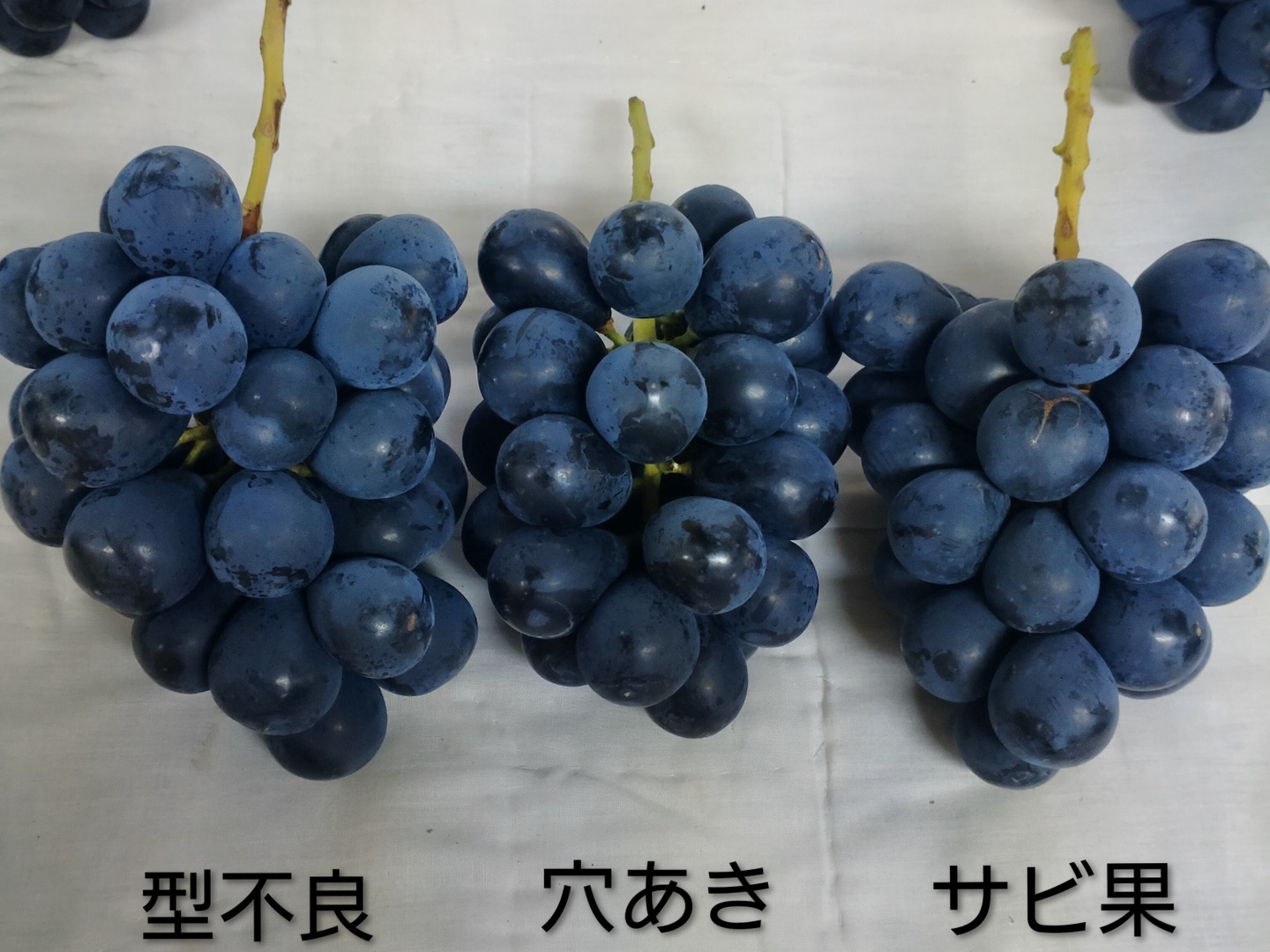 クール便】ご家庭用・信州産完熟ナガノパープル 1.2kg〜【朝取り！濃厚