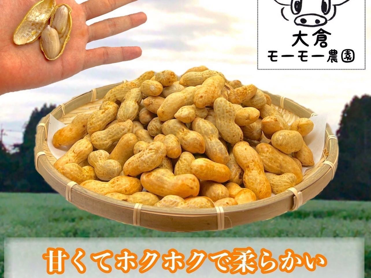 おおまさりネオ】千葉県産 生落花生！極大粒で1Kg 新豆2025年