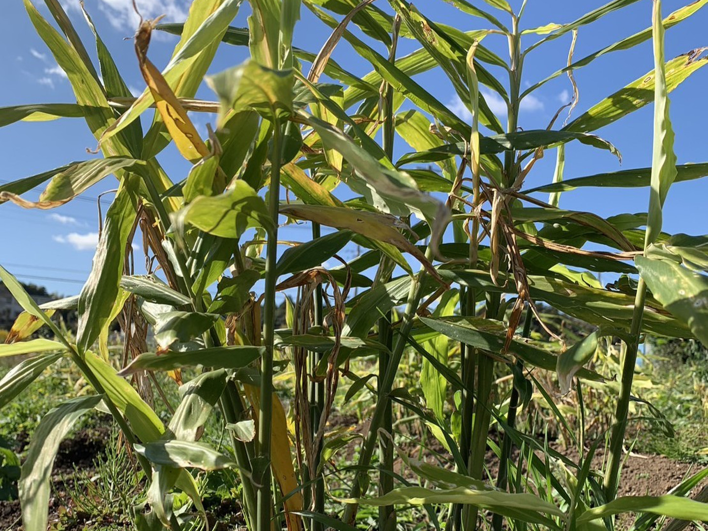 新生姜 1kg：茨城県産のその他薬味・スパイス｜食べチョク｜産地直送