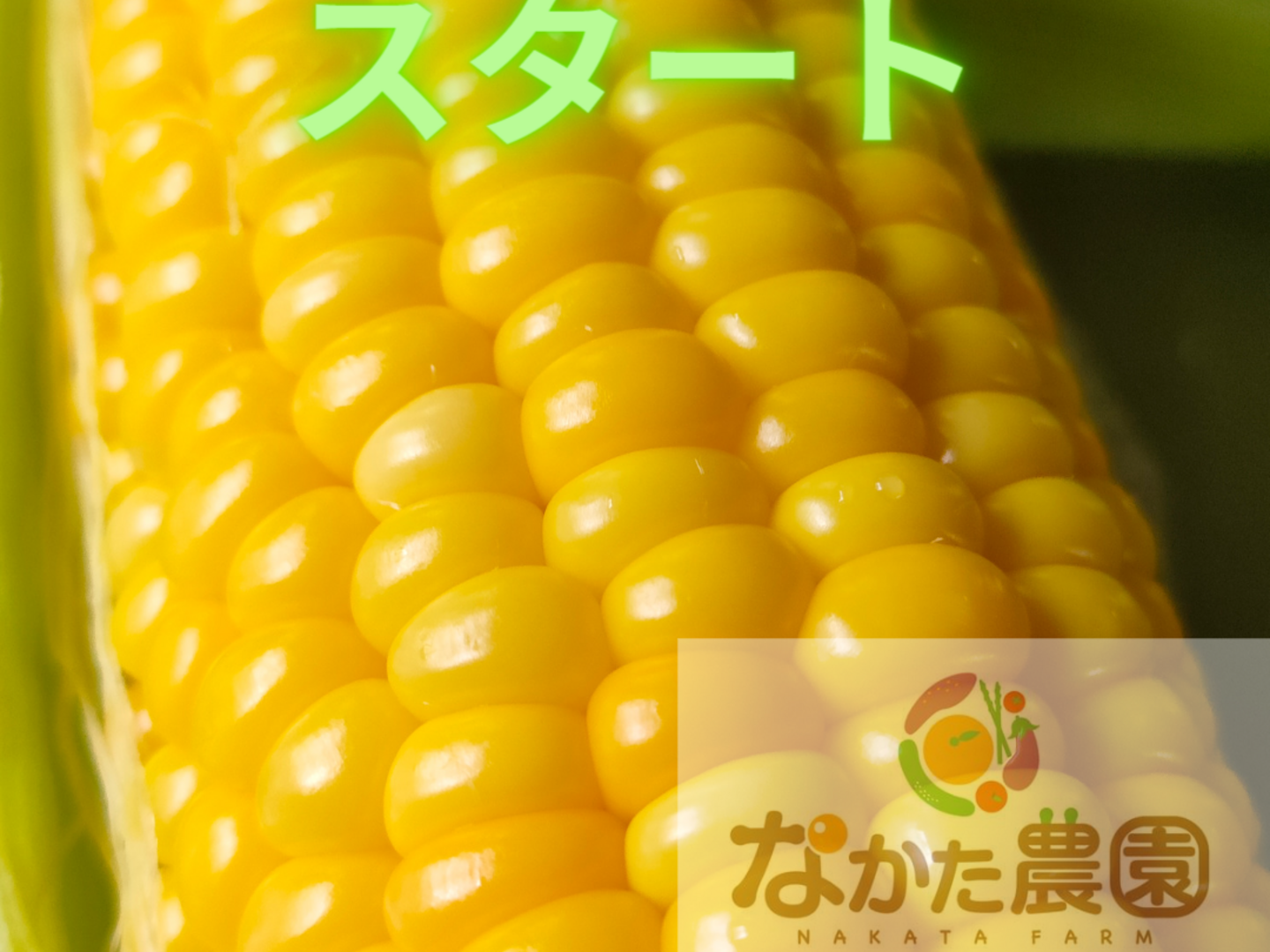 糖度18度以上「生でも食べられるとうもろこし」を限定販売
