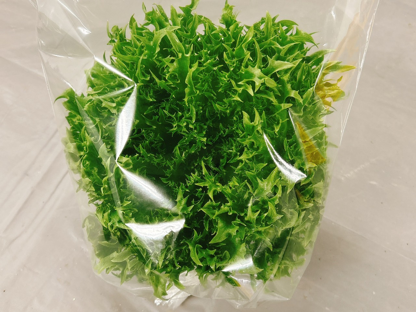 農薬不使用】極上レタスお試しパック（サラダ約8食分）硝酸態窒素大幅カット！：茨城県産のその他レタス｜食べチョク｜産地直送(産直)お取り寄せ通販 -  農家・漁師から旬の食材を直送