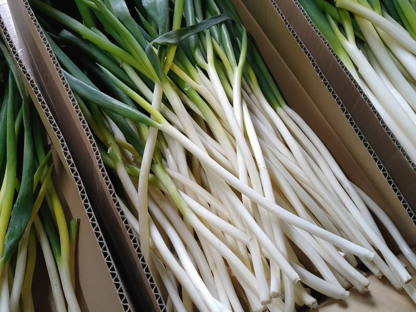 【史上最も激安】 51f55d564ba039429d3ab98ef99796 野菜