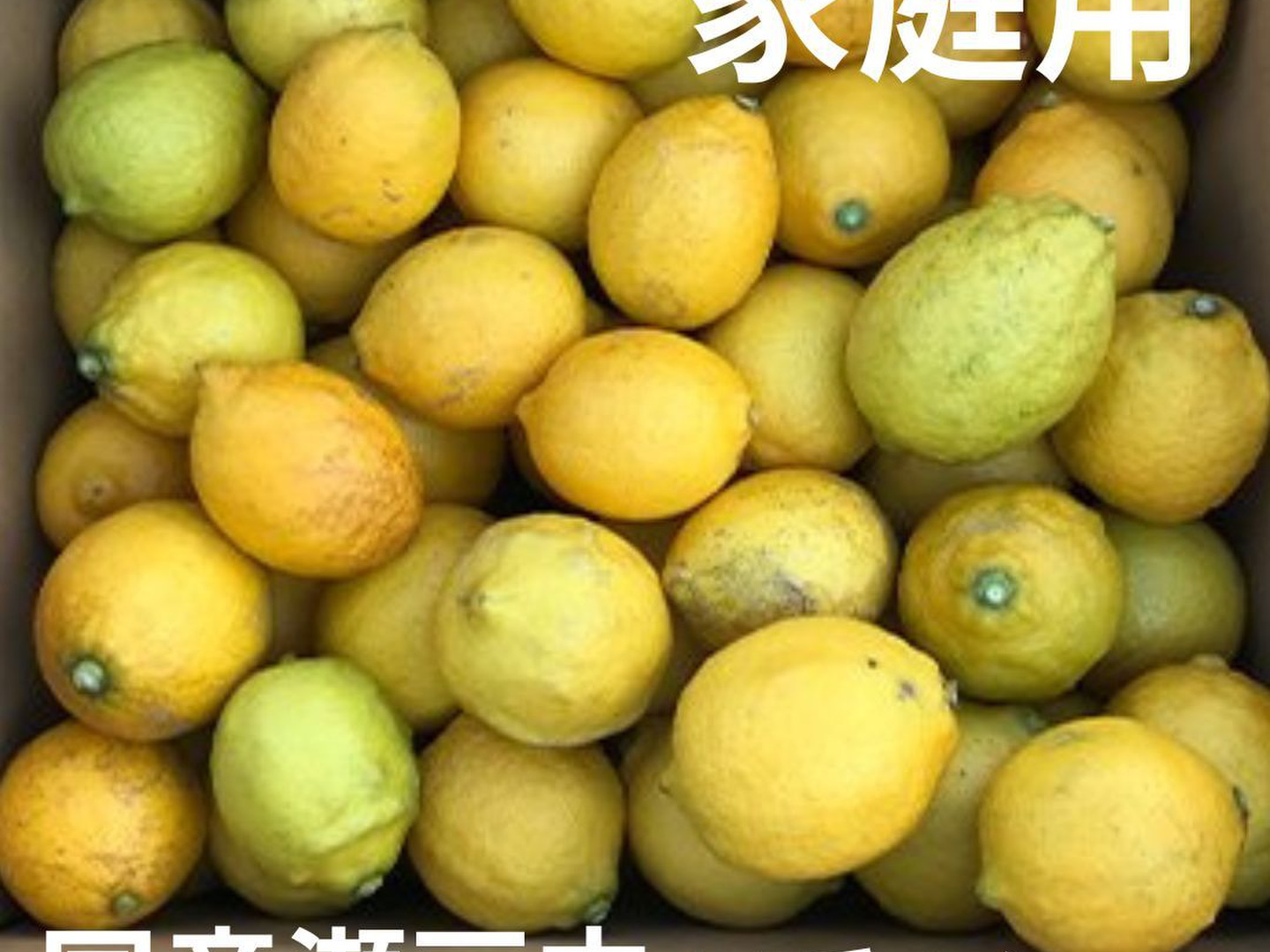 家庭用 国産レモン 瀬戸内産 5㎏：愛媛県産のみかん・柑橘類
