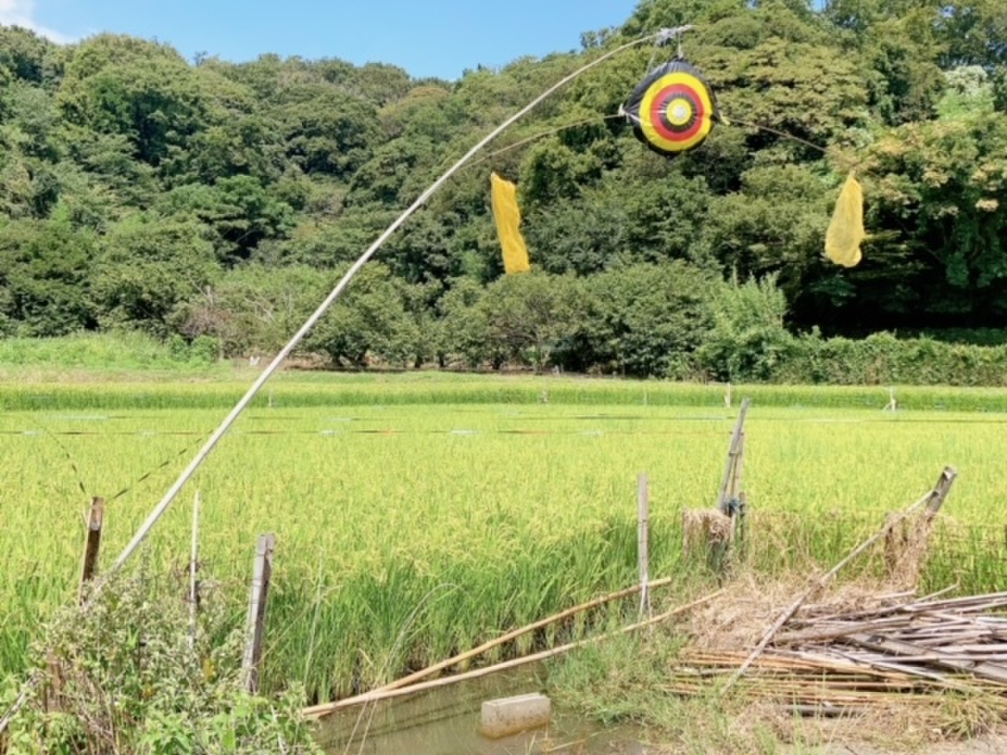 あにやん　はるみ5kg×4 令和7年新米】旨みがガツン！特A受賞はるみ♫5kg：神奈川県産の