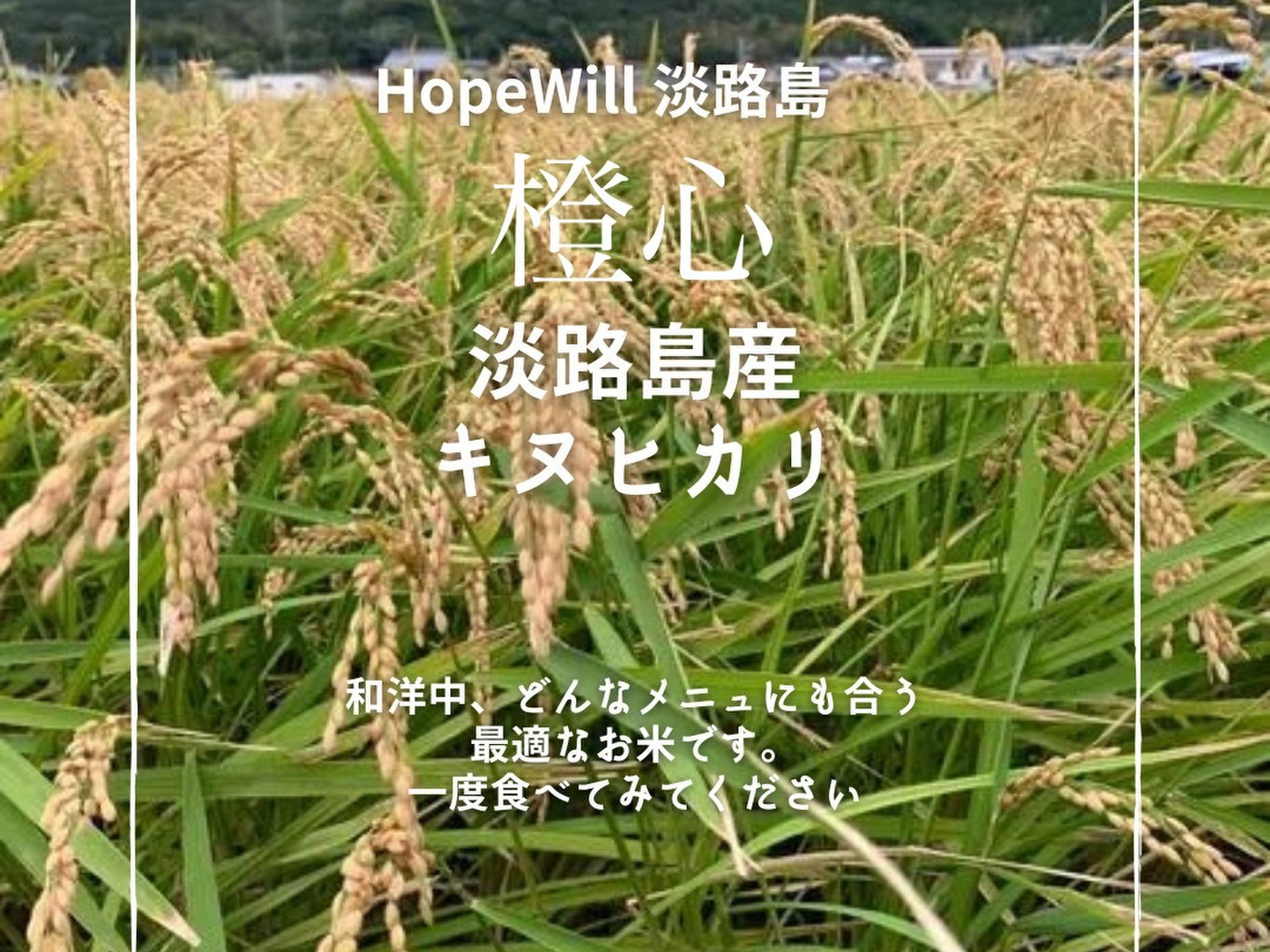 橙心】キヌヒカリ玄米10kg 🌾令和6年度産 淡路島からのお米