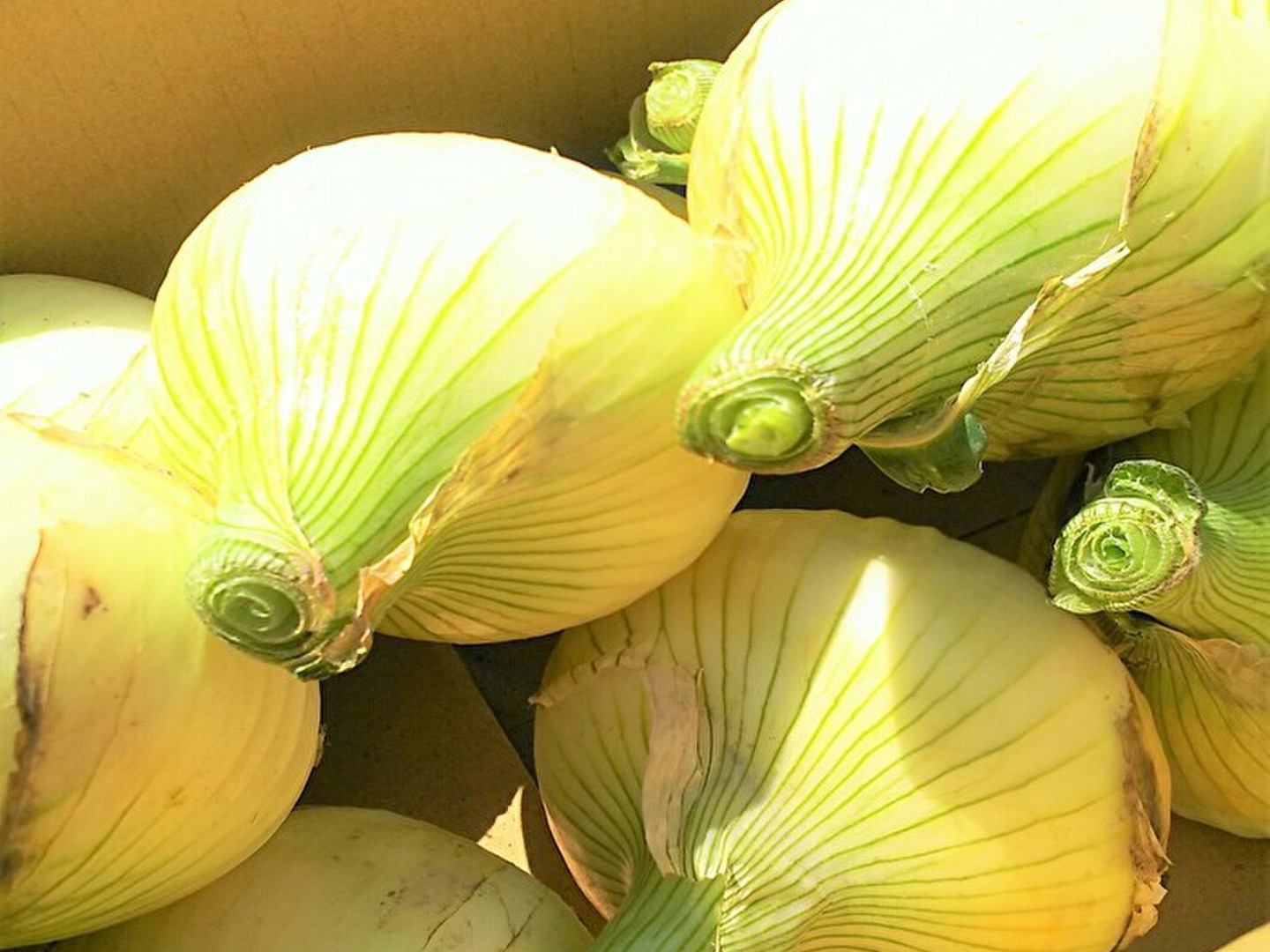 この時期だけ！！その甘さに感激！淡路島新玉ねぎ 10kg
