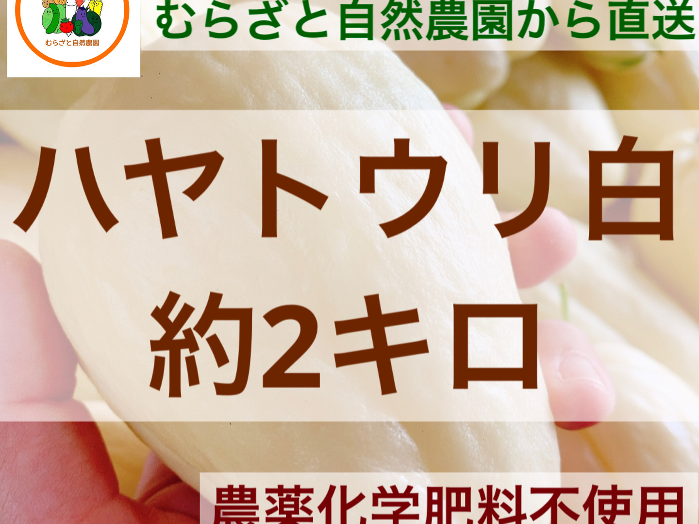 【ファッション好きが選ぶ人気ブランドランキング】 5aa6d483dff5bab8c0bbcfa5452565 野菜