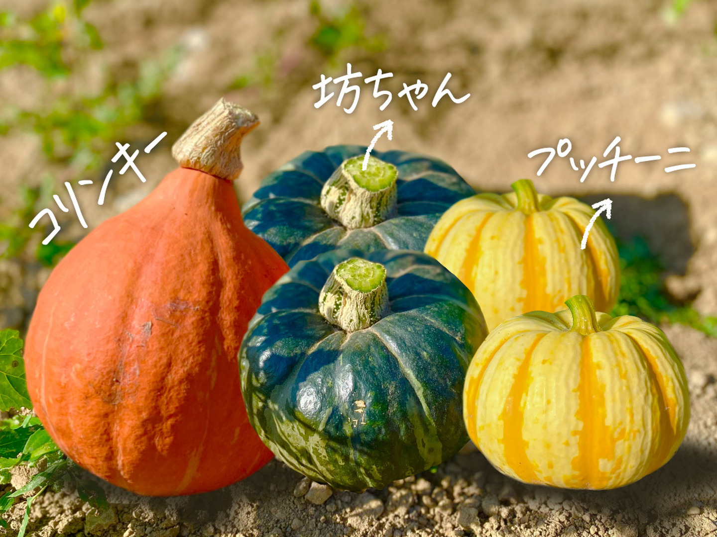 ハロウィンかぼちゃ　本物　3個セット ハロウィンかぼちゃ 本物 大小セット ハロウィンカボチャ本物8個
