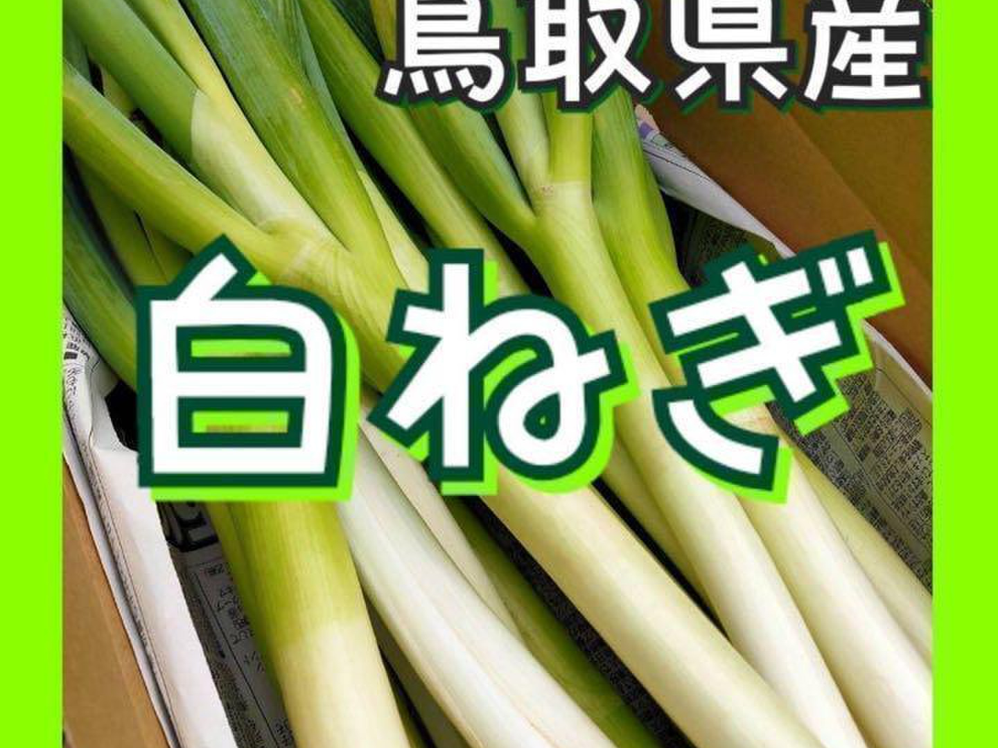 ホットセール 10kg 常温】白ネギ Sサイズ(1cm未満) B品：鳥取県 長ねぎ 白ねぎ 野菜