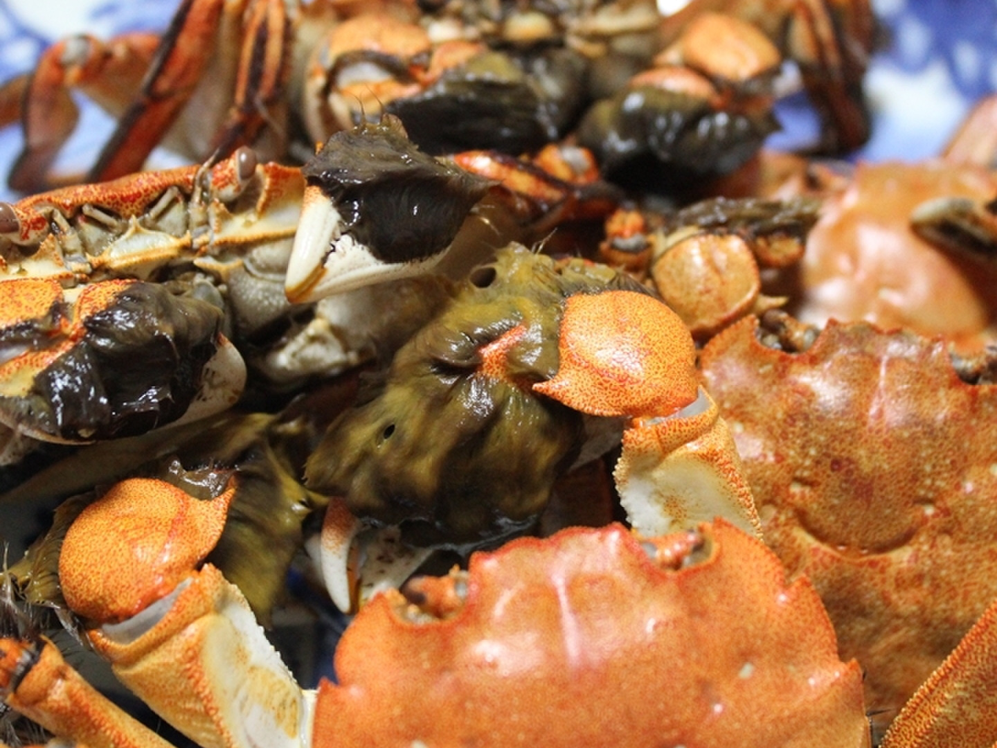 今が旬！ 活モクズガニ ♀のみ サイズおまかせ1kg