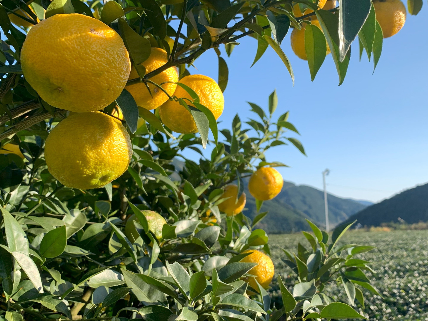 【年間ランキング6年連続受賞】 訳ありお得】香り高い静岡県産ゆず（ゆず風呂、果汁用） 4kg 果物