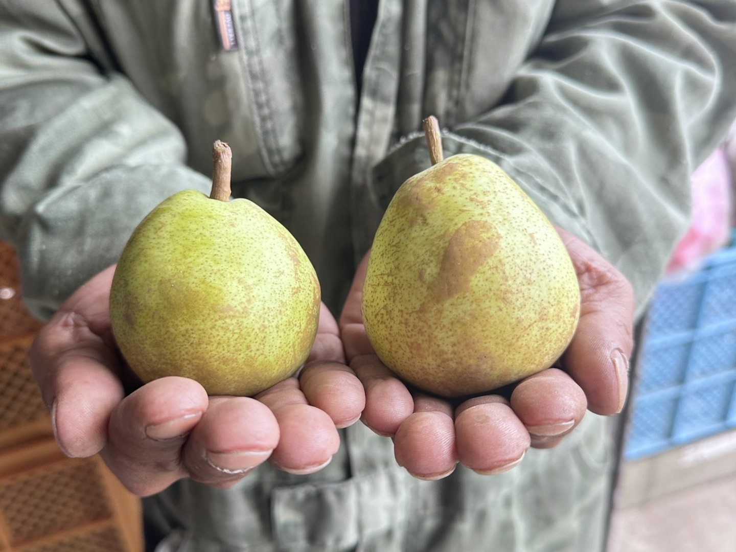最も信頼できる 訳あり】ラフランス 規格外の小玉サイズ！約6kg：山形県産のラ 果物