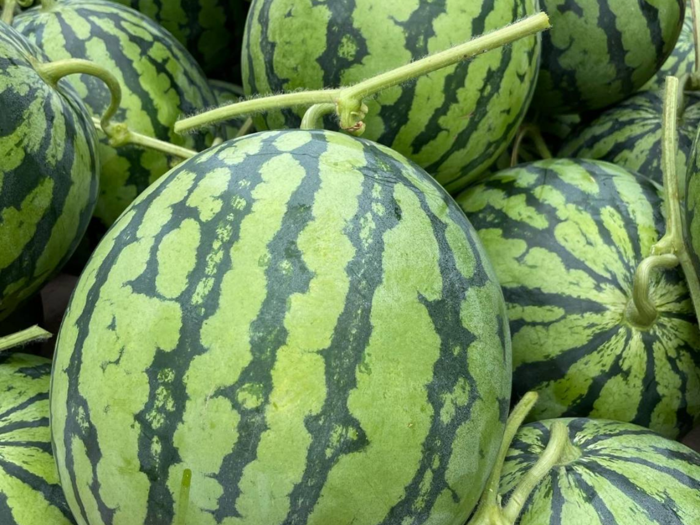 楽天市場】最優秀賞受賞 大玉 すいか 植木スイカ 1玉 3Lサイズ8