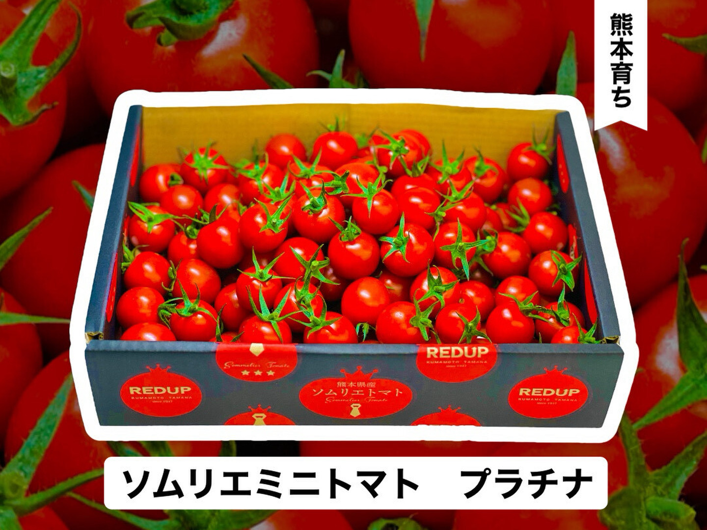 【極み】希少な高濃度フルーツトマト　ソムリエミニトマト　プラチナ３kg（１２０玉～２００玉） 予約】『極み』【希少な高濃度フルーツトマト】ソムリエミニ