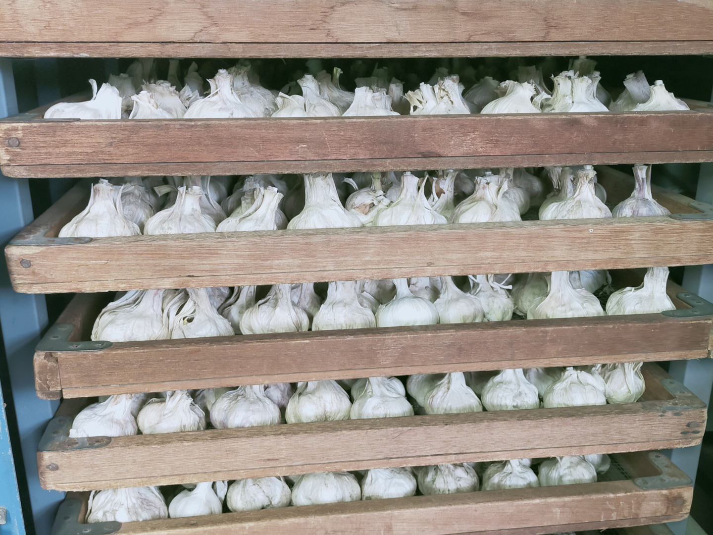 専用出品　農薬未使用　土佐ニンニク2.5kg 農薬未使用 土佐にんにく Mサイズ1kg：高知県産のその他ニンニク