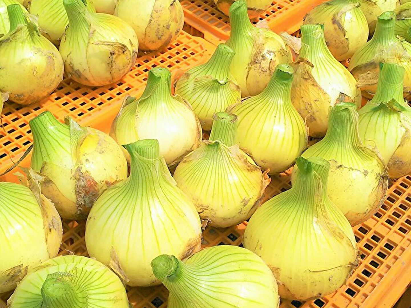 海外ブランドアウトレット通 69242c8f9b90ae93c6b9cea0c77039 野菜