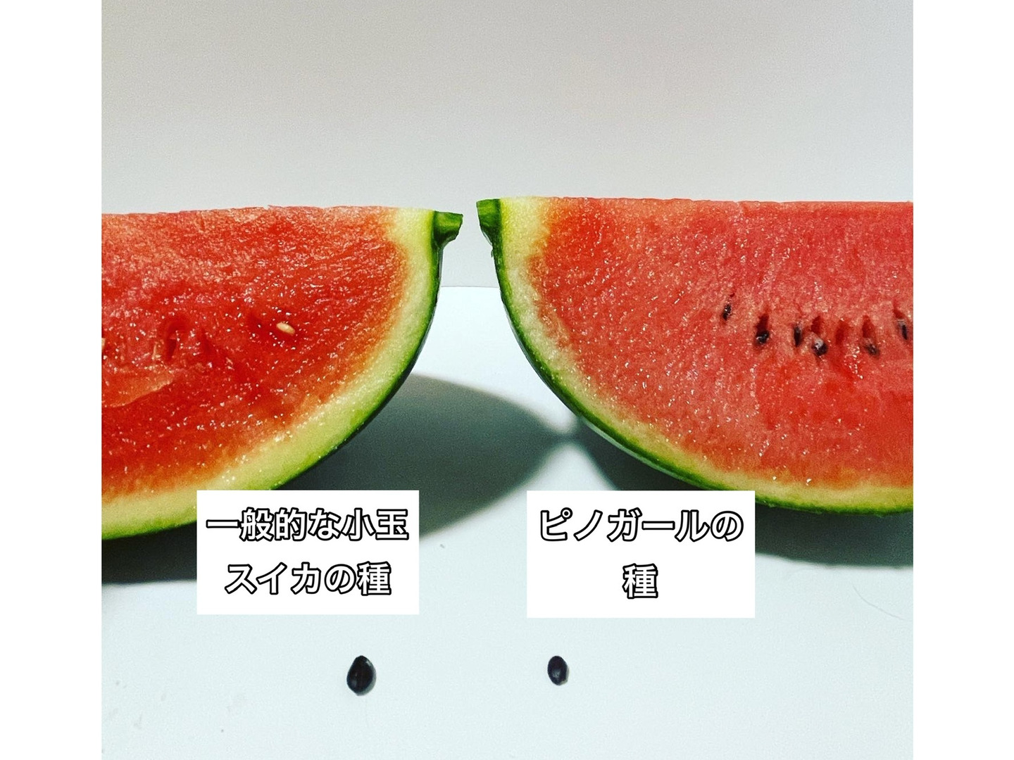 ６・三重県・ミチ・ピノガール ピノ・ガール（マイクロシードタイプ） - 家庭de菜園～うぇぶた