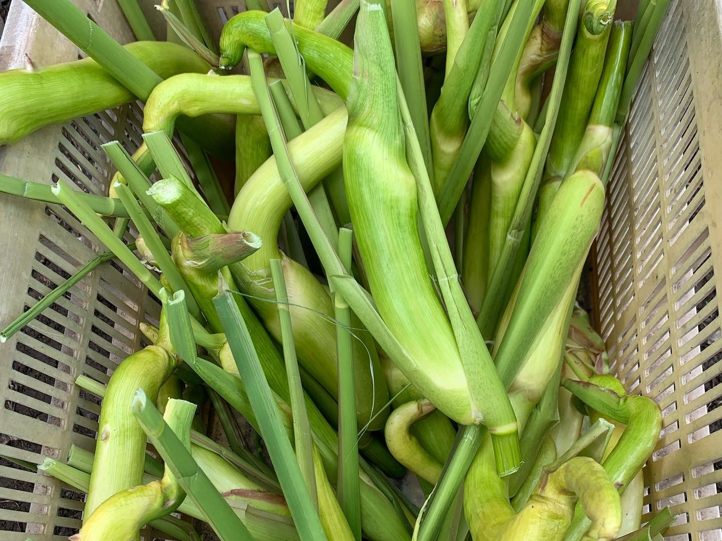 訳あり!【完全自然栽培】のマコモダケ1キロ:長野県産の野菜|食べチョク|産地直送(産直)お取り寄せ通販 - 農家・漁師から旬の食材を直送