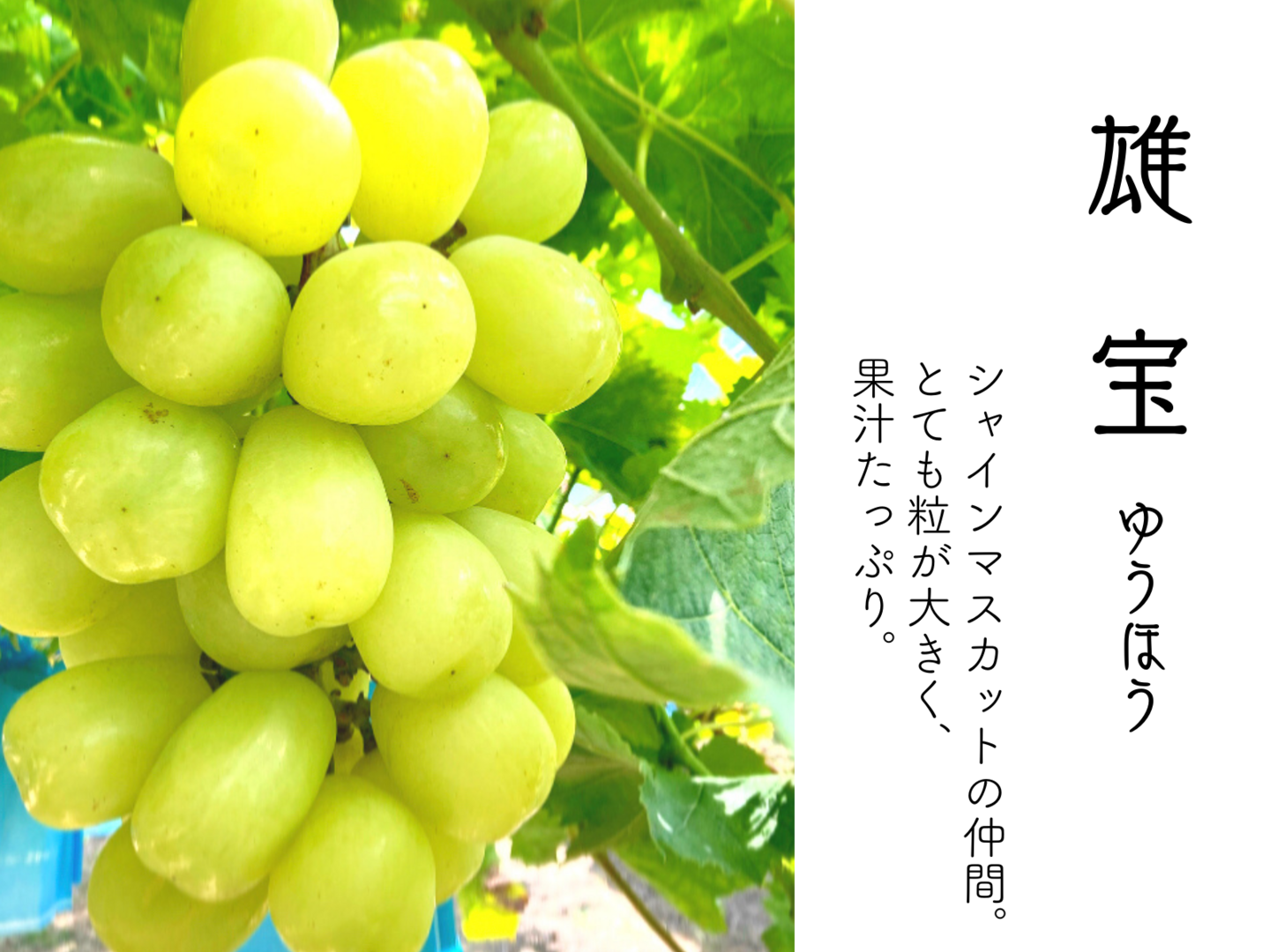雄宝　ゆうほう　家庭用房　箱込み2kg　長野県産　種無しぶどう　レアぶどう 2377289233.jpg?1726665814