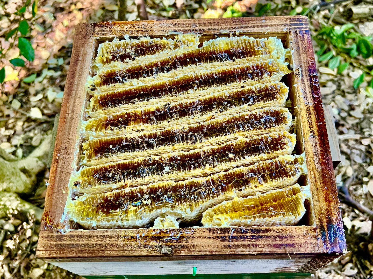 【25％OFF】 貴重なニホンミツバチの巣蜜 190g：山口県産のはちみつ｜食べ その他