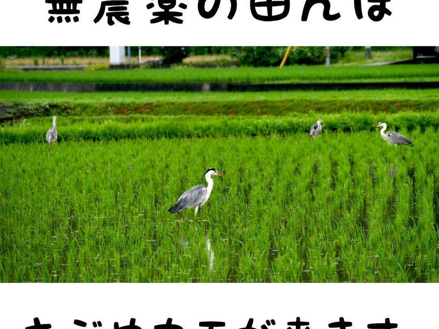 輝い 奇跡の🌾お米 10kg 30年間農薬不使用「ありがとまい」おいしさも 緑肥・牧草